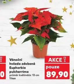 Kaufland Vánoční hvězda nabídka