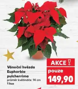Kaufland Vánoční hvězda Euphorbia pulcherrima nabídka