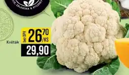 Jip Květák nabídka