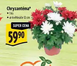 Albert Chryzantéma, pr. větináče 12 cm nabídka