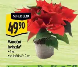 Albert Vánoční hvězda, pr. květináče 9 cm nabídka