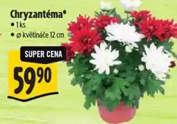 Albert Chryzantéma nabídka