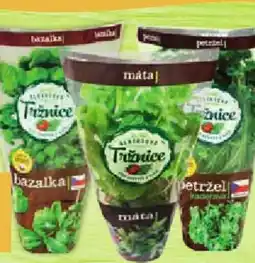 Albert Albert Bylinky v kořenáči nabídka