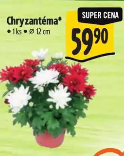 Albert Chryzantéma nabídka