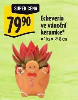 Albert Echeveria ve vánoční keramice nabídka