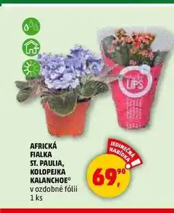 Penny Market AFRICKÁ FIALKA ST. PAULIA, KOLOPEJKA KALANCHOE, 1 ks nabídka