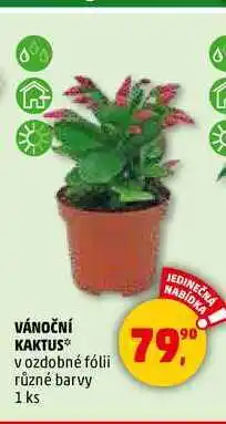 Penny Market VÁNOČNÍ KAKTUS, 1 ks nabídka