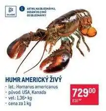 Makro HUMR AMERICKÝ ŽIVÝ nabídka