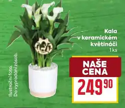 Billa Kala v keramickém květináči nabídka