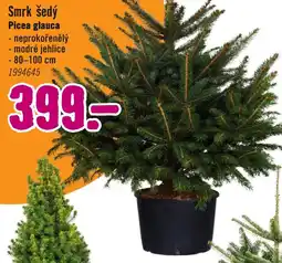 Hornbach Smrk šedý nabídka