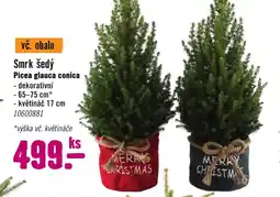 Hornbach Smrk šedý nabídka