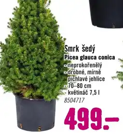 Hornbach Smrk šedý nabídka