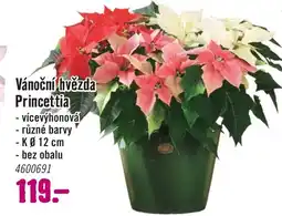 Hornbach Vánoční hvězda princettia nabídka