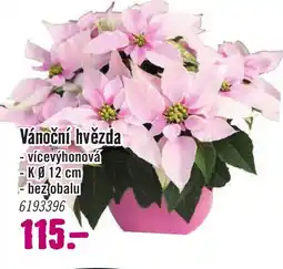 Hornbach Vánoční hvězda nabídka