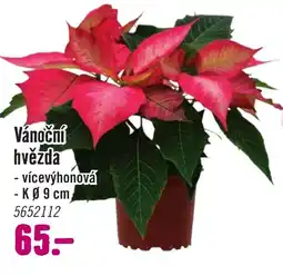 Hornbach Vánoční hvězda nabídka