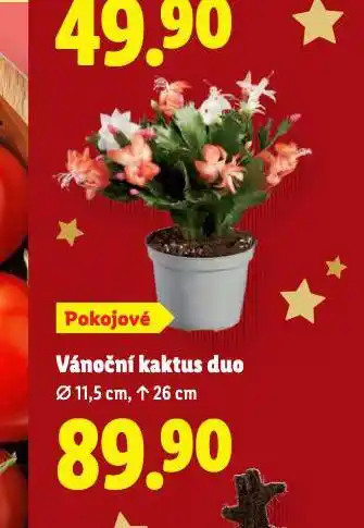 Lidl Vánoční kaktus duo nabídka