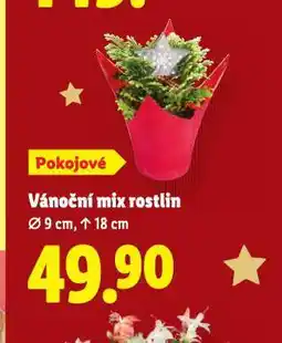 Lidl Vánoční mix rostlin nabídka