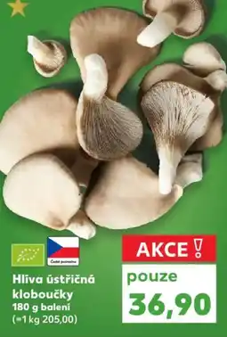 Kaufland Hlíva ústřičná kloboučky nabídka