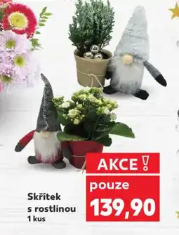 Kaufland Skřítek s rostlinou nabídka