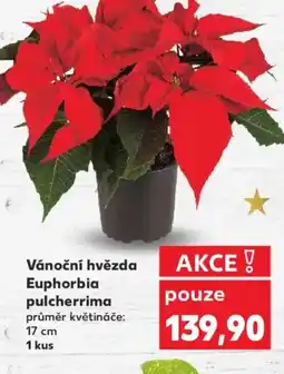 Kaufland Vánoční hvězda Euphorbia pulcherrima nabídka
