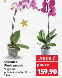 Kaufland Orchidea Phalaenopsis 1 výhon nabídka