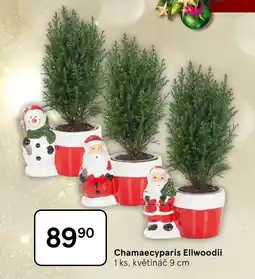 Tesco Chamaecyparis Ellwoodii nabídka