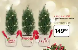 Tesco Cypriš Ellwoodii s LED nabídka