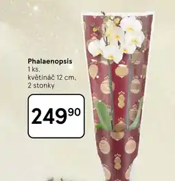 Tesco Phalaenopsis nabídka