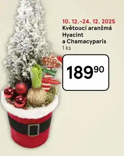 Tesco Květoucí aranžmá Hyacint a Chamacyparis nabídka