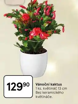 Tesco Vánoční kaktus nabídka
