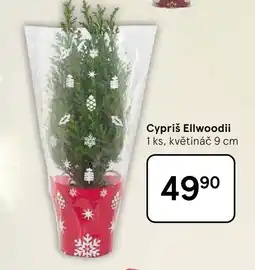 Tesco Cypriš Ellwoodii nabídka