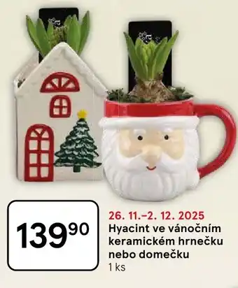 Hyacint ve vánočním keramickém hrnečku nebo domečku