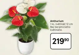 Tesco Anthurium nabídka