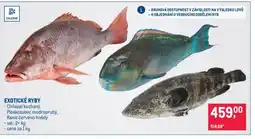 Makro Exotické ryby nabídka