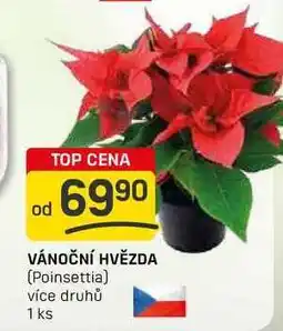 Flop VÁNOČNÍ HVĚZDA (Poinsettia) více druhů 1 ks nabídka