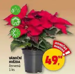 Penny Market VÁNOČNÍ HVĚZDA, 1 ks nabídka