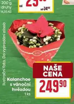 Billa Kalanchoe s vánoční hvězdou 1ks nabídka