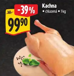 Albert Kachna nabídka