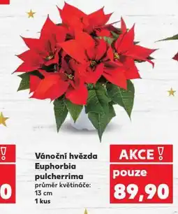 Kaufland Vánoční hvězda nabídka