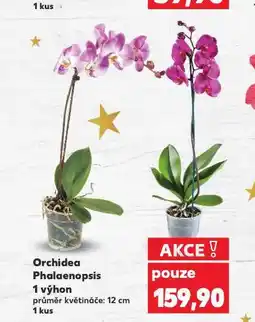 Kaufland Orchidea phalaenopsis nabídka