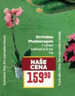 Billa Orchidea - phalaenopsis nabídka