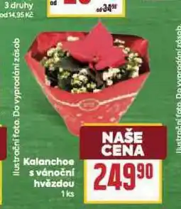 Billa Kalanchoe s vánoční hvězdou nabídka