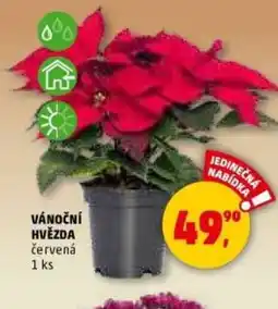 Penny Market Vánoční hvězda nabídka