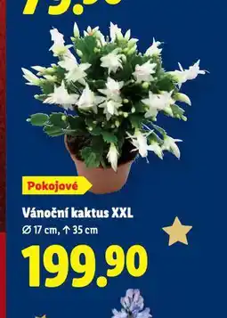 Lidl Vánoční kaktus xxl nabídka