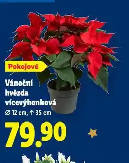 Lidl Vánoční hvězda vícevýhonová nabídka