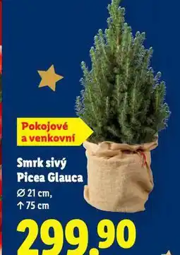 Lidl Smrk sivý nabídka