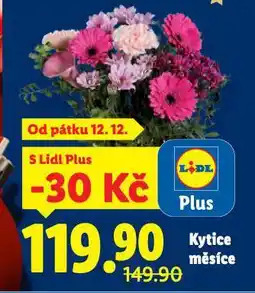 Lidl Kytice měsíce nabídka