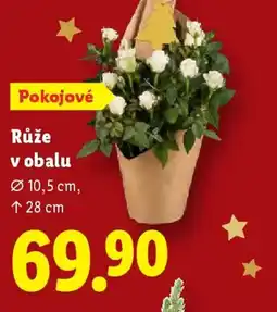 Lidl Růže v obalu nabídka