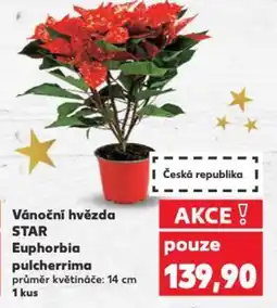 Kaufland Vánoční hvězda STAR Euphorbia pulcherrima nabídka