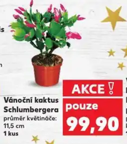 Kaufland Vánoční kaktus Schlumbergera nabídka